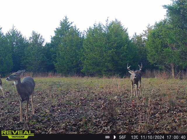 000 Highway M, Huggins, MO 65484