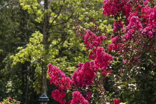 Lampe, MO 65681,54 Chablis RD