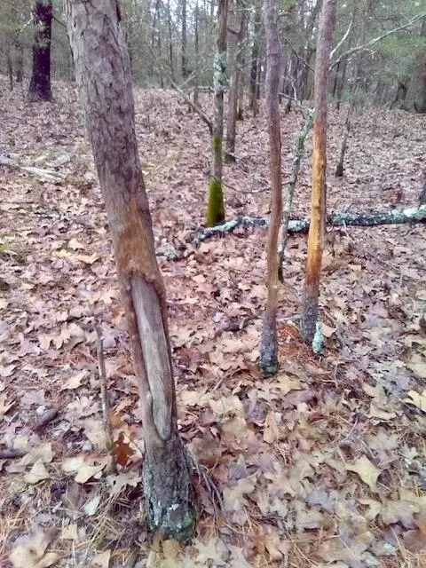 Mountain Grove, MO 65711,000 State Route Ad