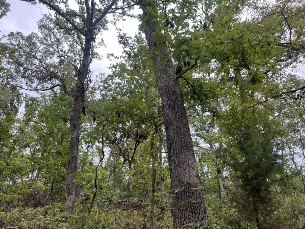 Warsaw, MO 65355,000 Canefield LN