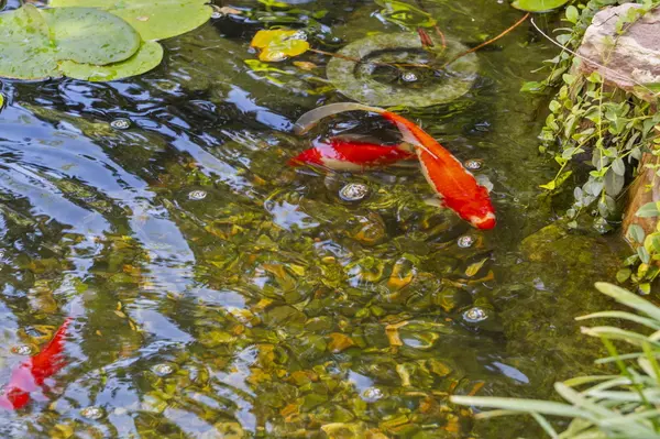 Branson West, MO 65737,1761 Cedar Ridge Way