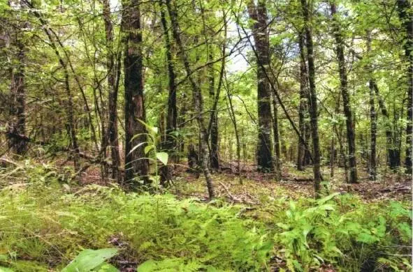 Protem, MO 65733,Tbd Lightning Springs Road