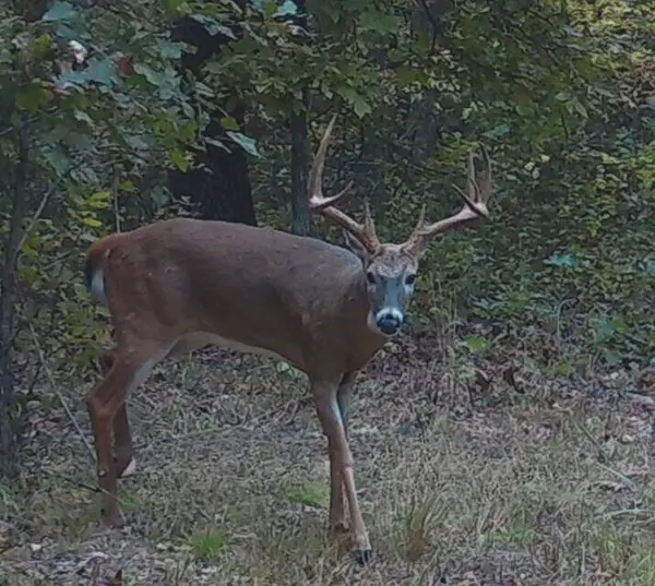 Humansville, MO 65674,0000 S 25th Road