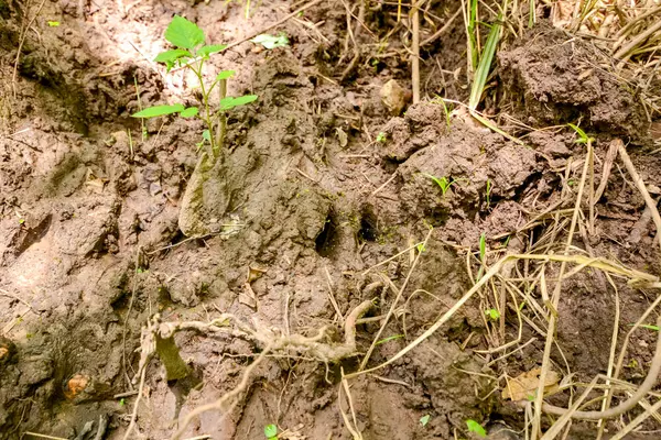 Seneca, MO 64865,000 Condor DR #Tract 2n