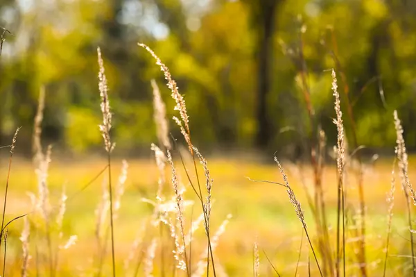 Golden City, MO 64748,Tbd SE Se 10th Rd RD