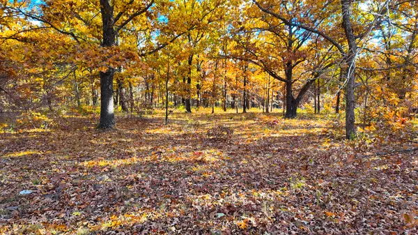 Wheatland, MO 65779,0000 County Road 64