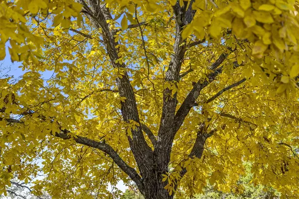 Branson West, MO 65737,207 Bar M LN #23