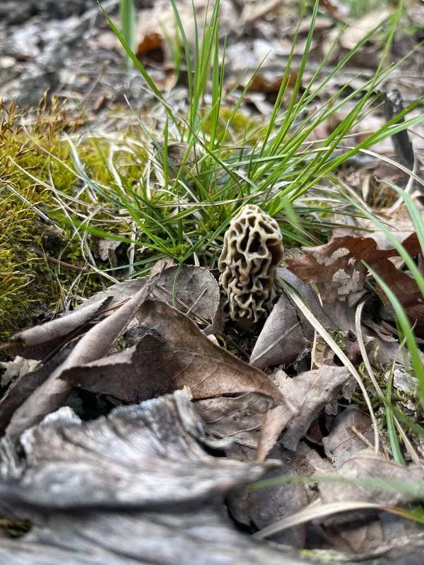 Drury, MO 65638,Hc 73 Box 1117