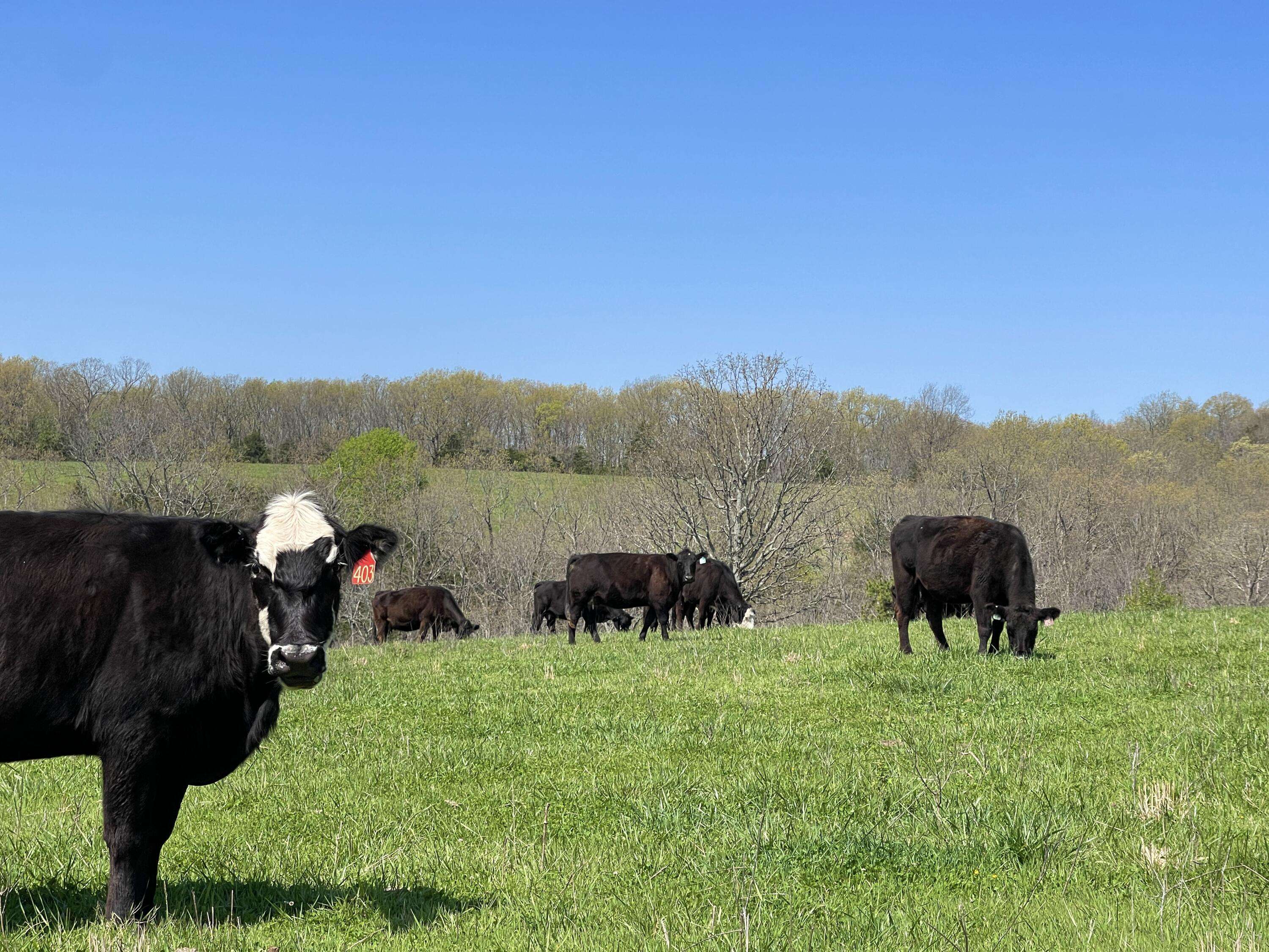Vanzant, MO 65768,000 County Road Cc-256