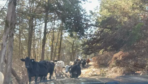 Gainesville, MO 65655,000 Us Hwy 160 #Section B & C