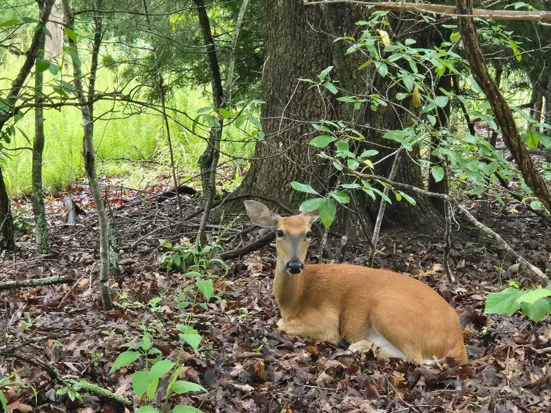 33 Lots, Camdenton, MO 65020