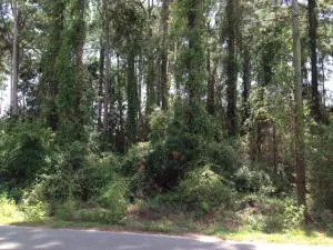 Lot 8 W Mitchell Avenue, Point Washington, FL 32459