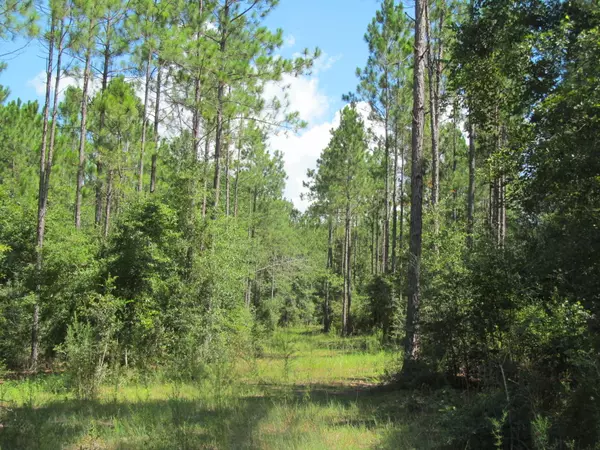 Laurel Hill, FL 32567,50AC Co Hwy 2