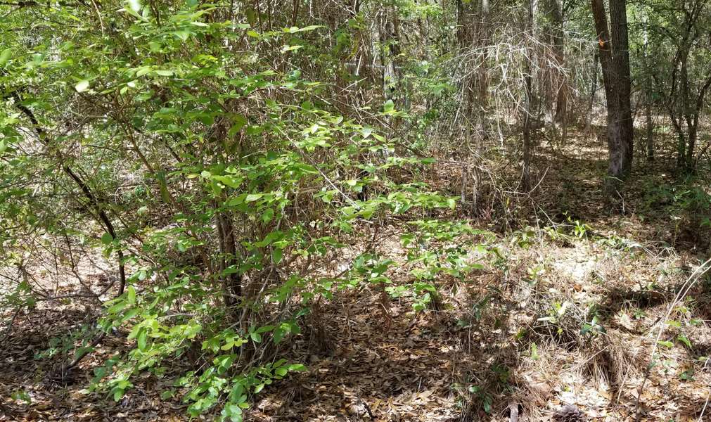 xxx Lot C Tisa Lane, Holt, FL 32564