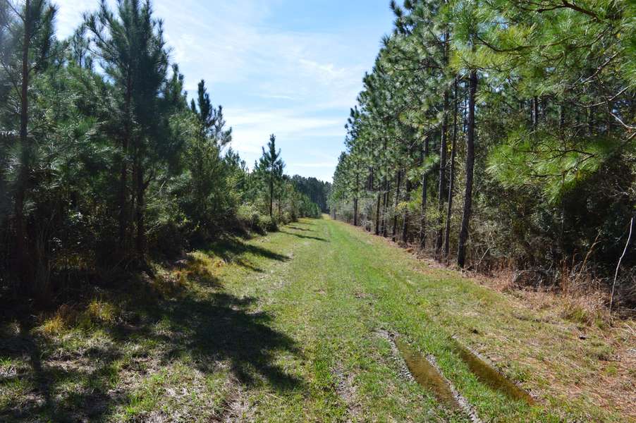 250 AC. Bear Bay Flats Road, Paxton, FL 32538