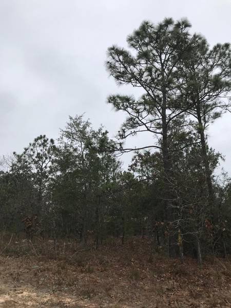 Lot 36 E Marigold Avenue, Defuniak Springs, FL 32433