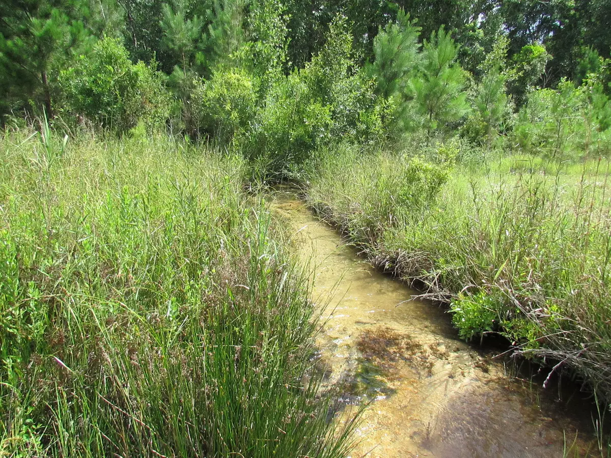 Mossy Head, FL 32434,40 Acres Elam Road