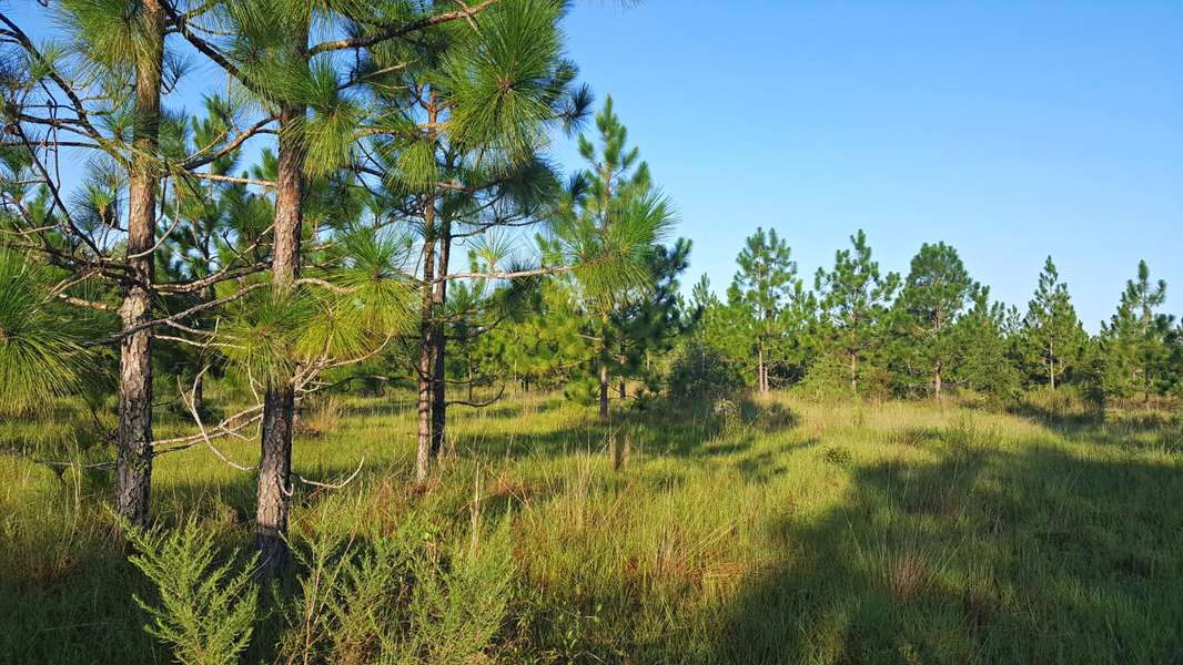 41.85 Acre RICHARDSON Road, Mossy Head, FL 32434