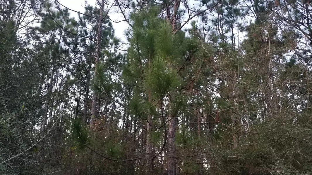 34 AC Hwy 602, Laurel Hill, FL 32567