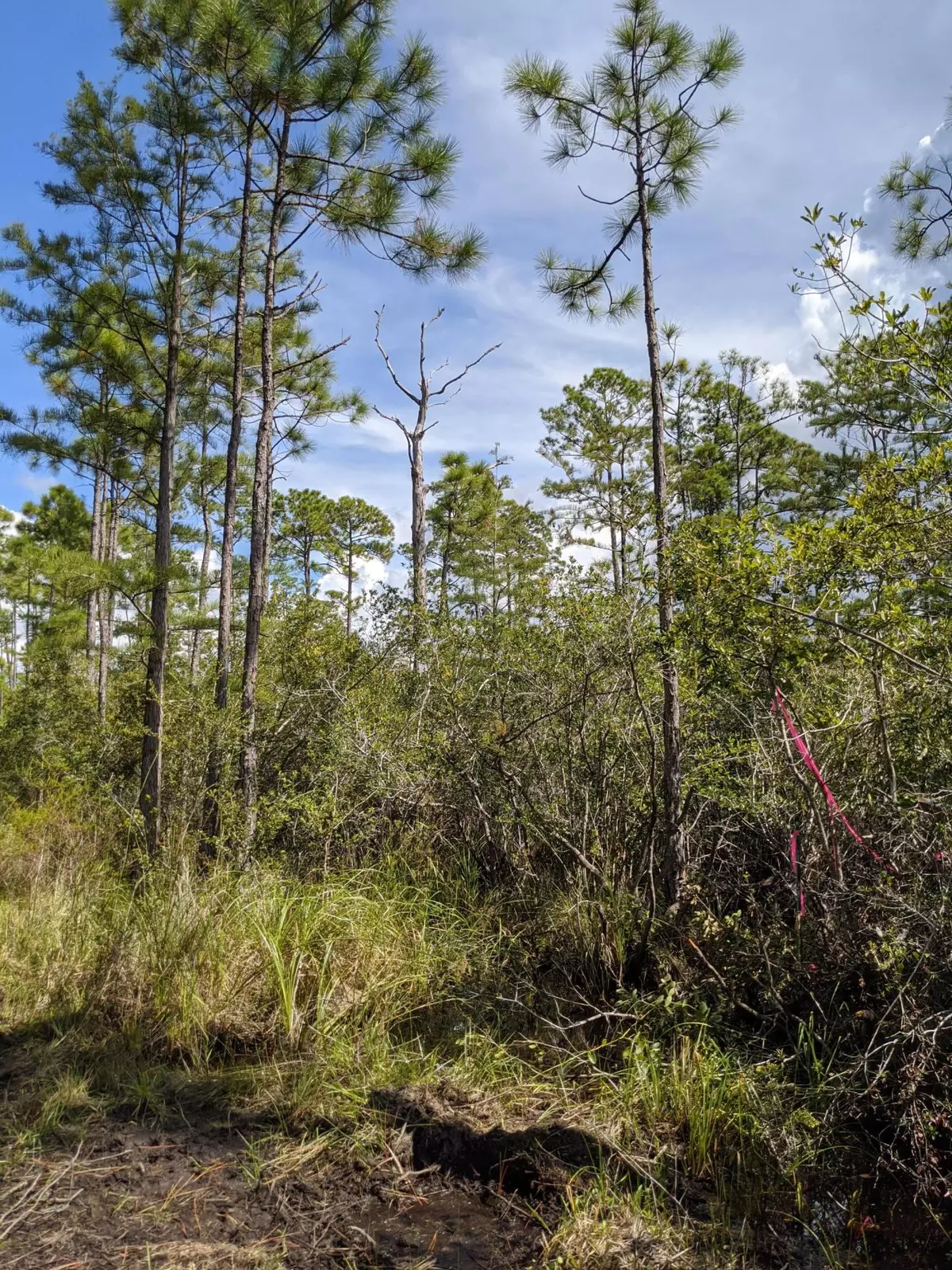 Santa Rosa Beach, FL 32459,Lot 9 Calm Gulf Drive