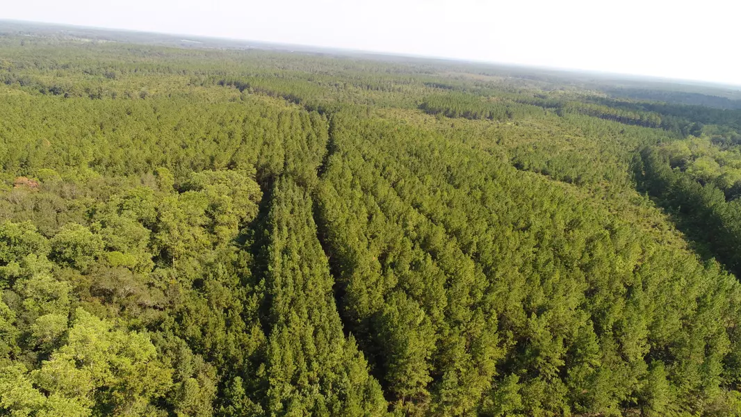 303 Acres Hwy 85, Laurel Hill, FL 32567