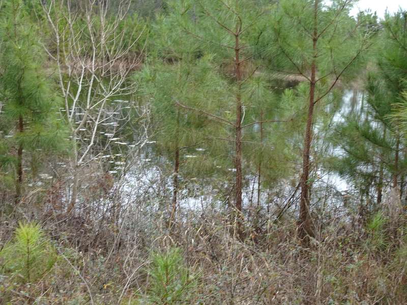 10 ACRES MOSLEY RD, Defuniak Springs, FL 32433