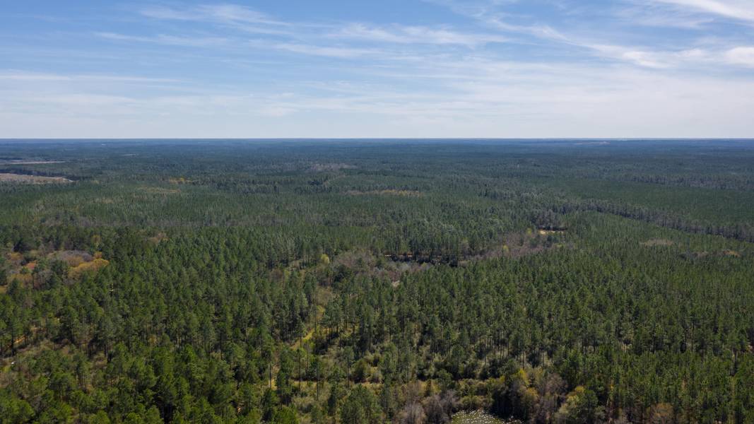 20 ACRES BUCK TYNER, Laurel Hill, FL 32567