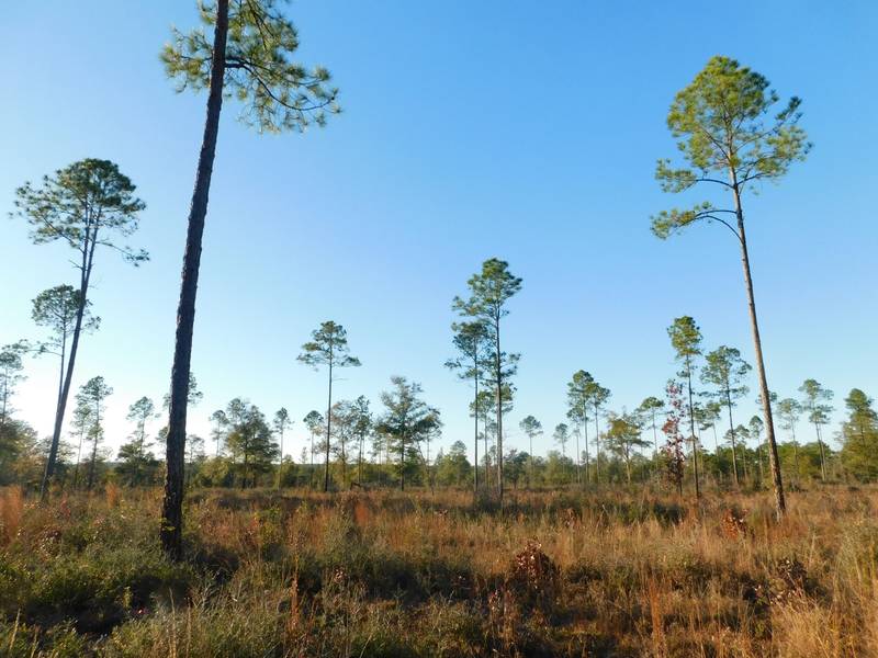 77+/- AC Sherman Kennedy Road, Baker, FL 32531