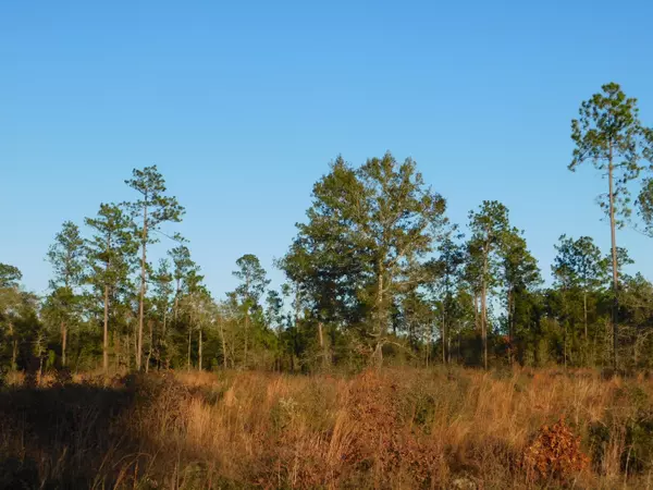 Baker, FL 32531,41+/- AC Sherman Kennedy Road