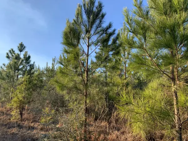 Milton, FL 32570,15 AC Peaden Hill Road