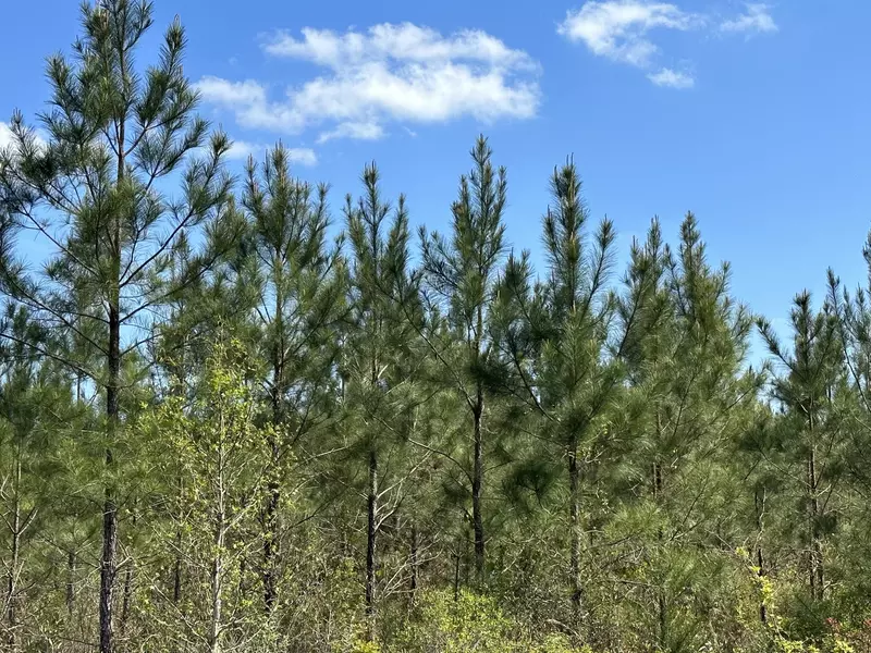Tract#6416 W Brock Road, Caryville, FL 32427