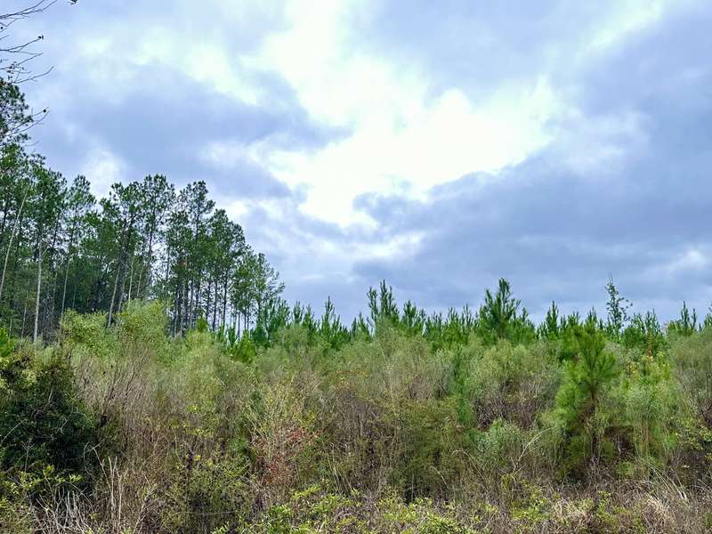 Tract#6411 E Open Creek Road, Chipley, FL 32428