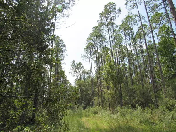 Vernon, FL 32462,40 ACRES Bunker Creek Area