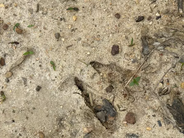 Bonifay, FL 32425,3934 Sand Path Road #Tract#6405