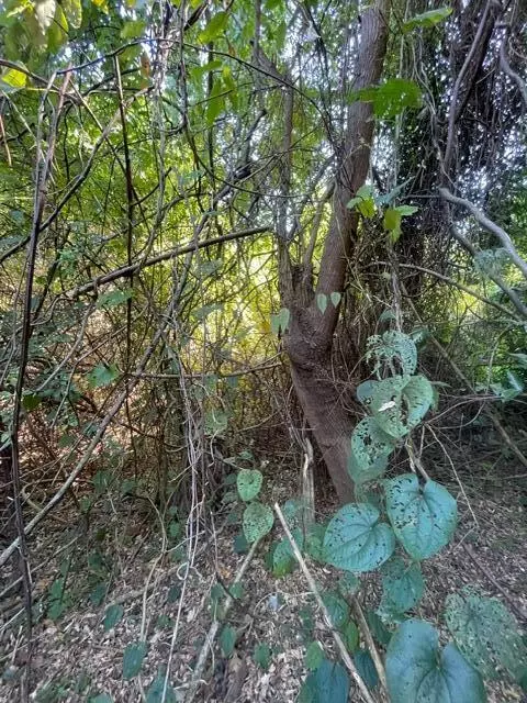 Panama City, FL 32401,986 Harris Avenue