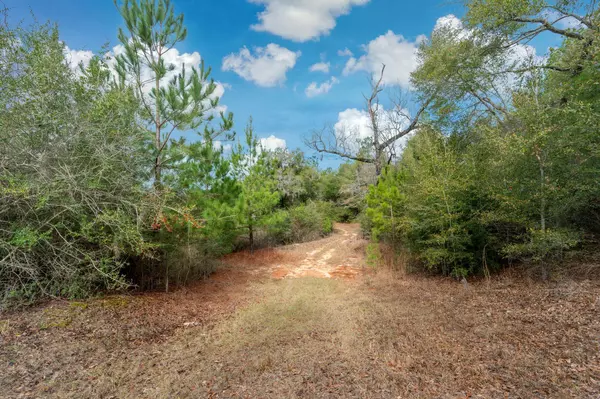 Florala, AL 36442,81 Acres Union Road