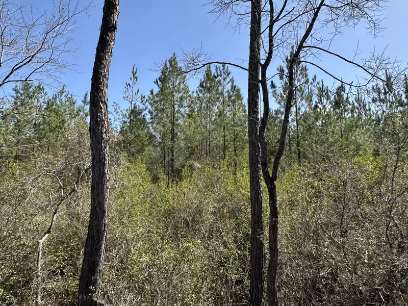 Tract#6417 North Brock Road, Caryville, FL 32427