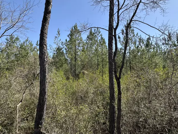 Tract#6417 North Brock Road, Caryville, FL 32427