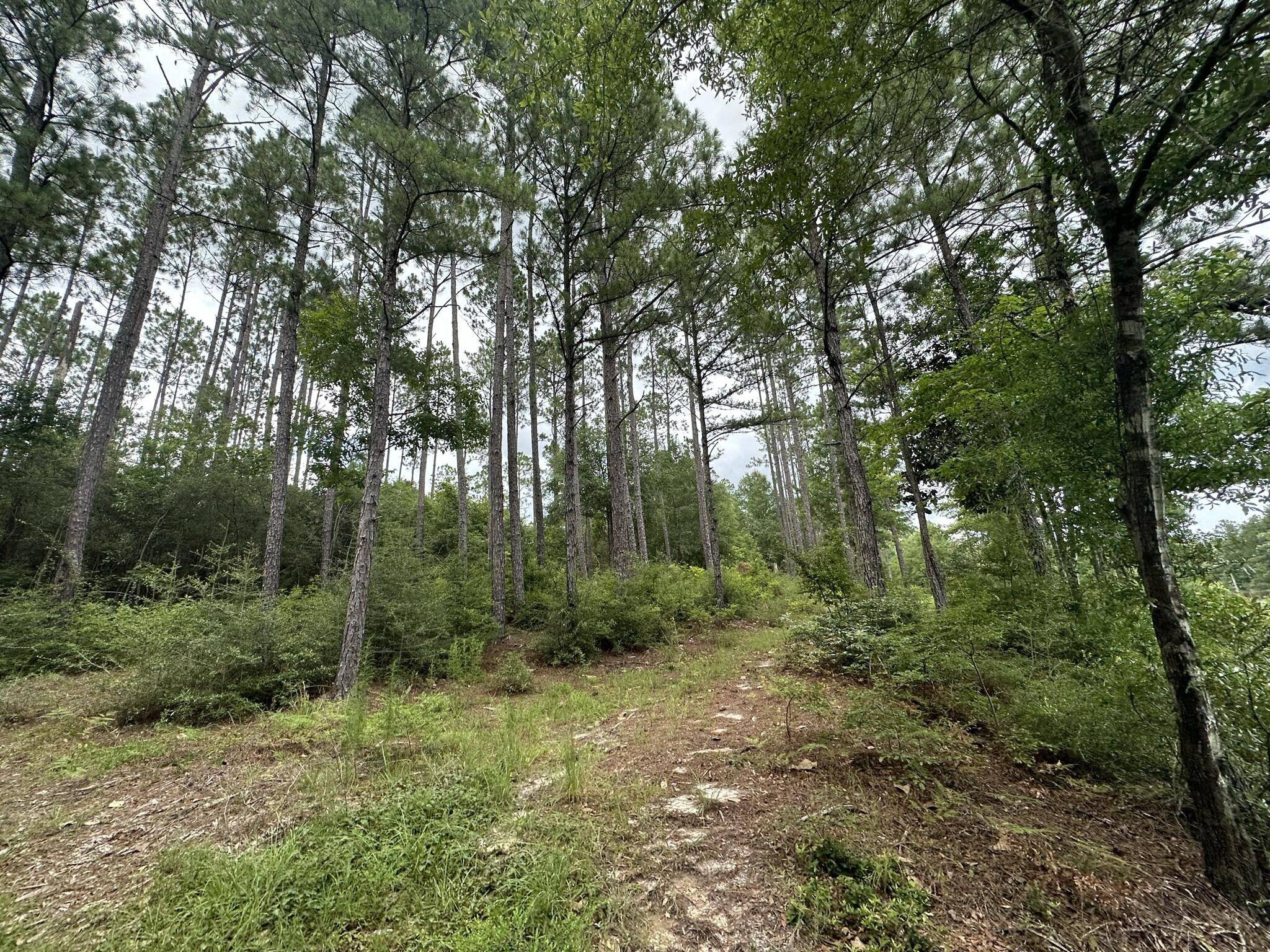 Laurel Hill, FL 32567,10 AC +/- Hwy 602