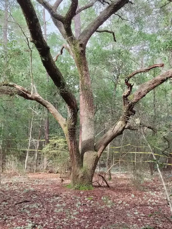 Crestview, FL 32539,4.77 Acres Waldo Road