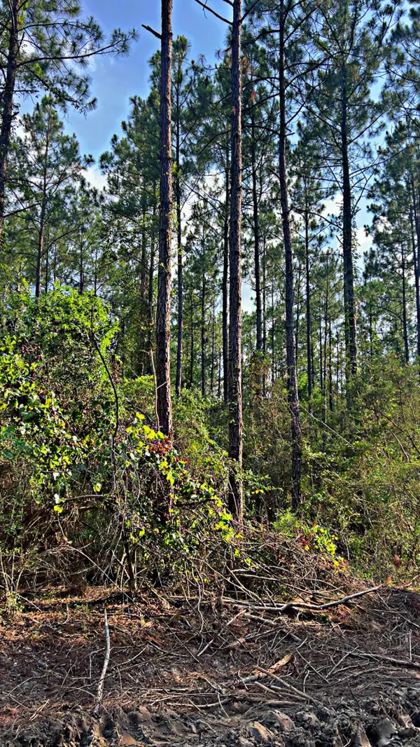 Laurel Hill, FL 32567,363 Acres FL-85