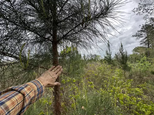 Other, AL,Tract#6103 Gorum Bridge Road