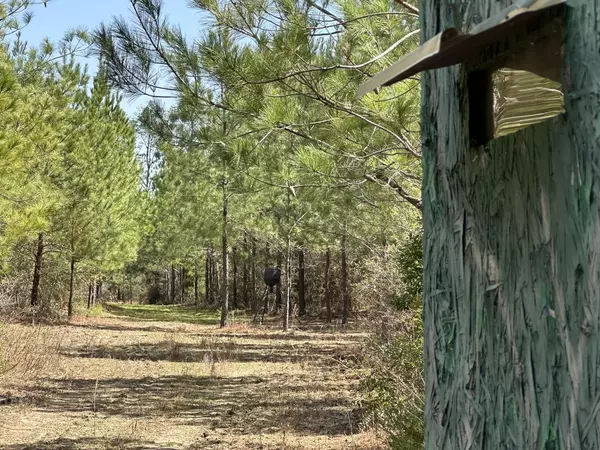 Caryville, FL 32427,Tract#6416 Douglas Ferry North Road