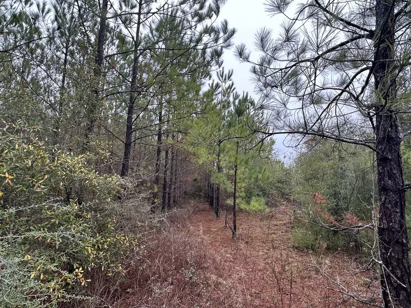 Tract#6418 Mattox Springs Road  #North 2, Caryville, FL 32427