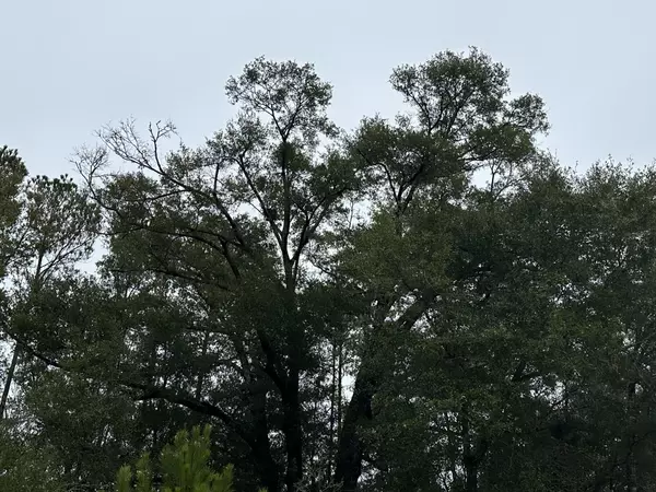 Caryville, FL 32427,Tract#6418 Mattox Springs Road  #North 2