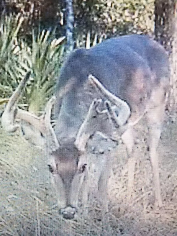 Ponce De Leon, FL 32455,Lot Antioch Cemetery 17.02 Acres Road