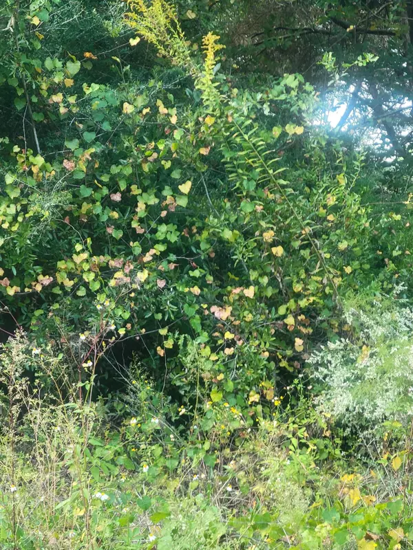 Defuniak Springs, FL 32433,Lot 9 Silk Oak Drive