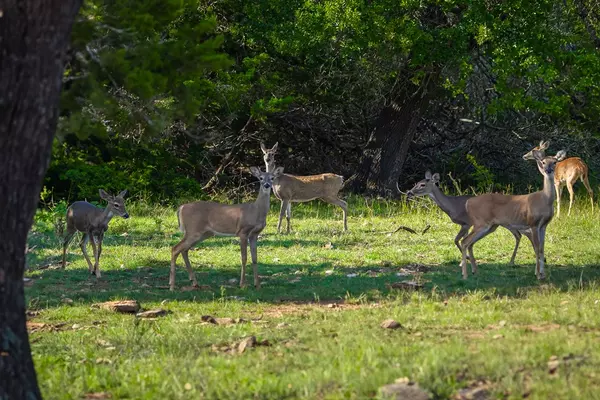 Harper, TX 78631,2068 Laird Rd