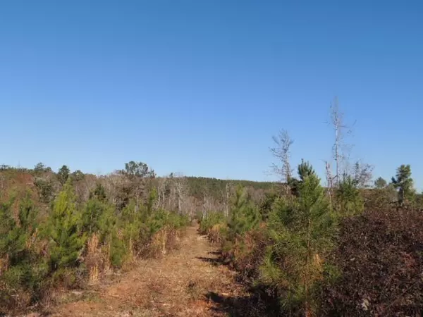 Hamilton, GA 31811,Tr 3 Mountain Drive