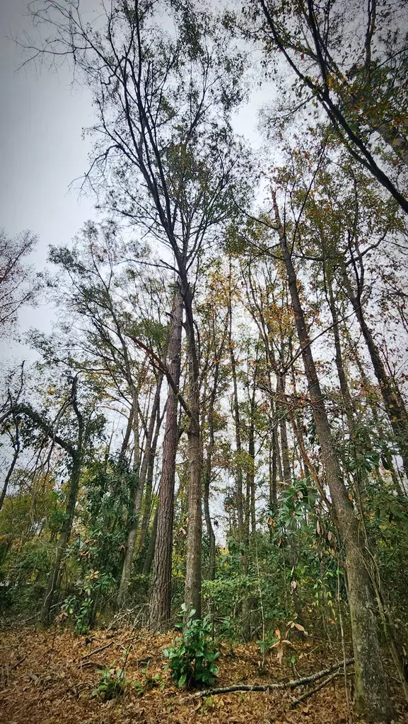 Cusseta, GA 31805,104 Ranch Road